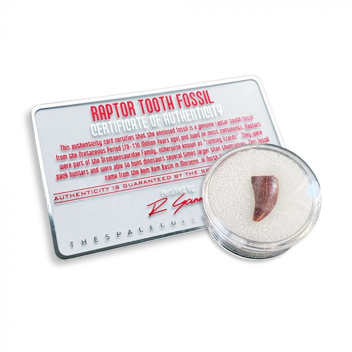 Raptor Tooth Fossil main product photo