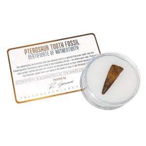 Pterosaur Tooth Fossil - Large