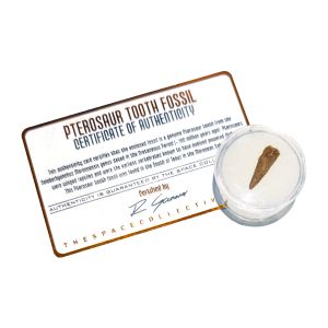 Pterosaur Tooth Fossil - Small