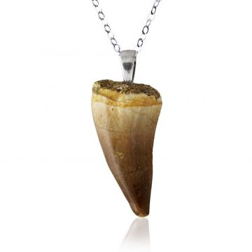 Mosasaur Tooth Fossil Pendant