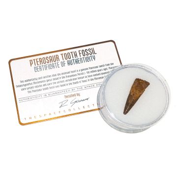 Pterosaur Tooth Fossil - Large