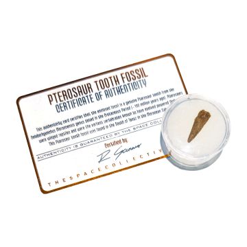 Pterosaur Tooth Fossil - Small