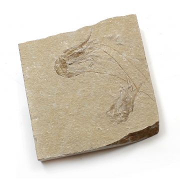 Double Shrimp Fossil