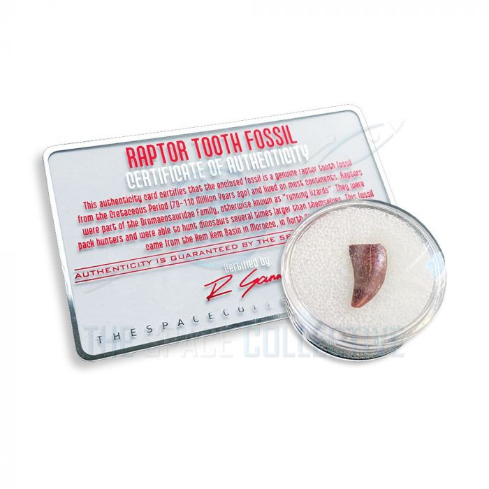 Raptor Tooth Fossil main product photo