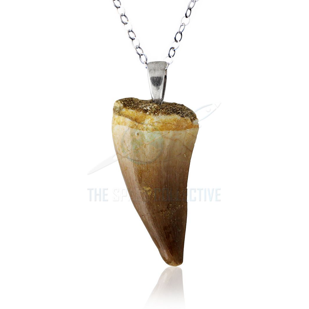 Mosasaur Tooth Fossil Pendant Fossil Jewelry