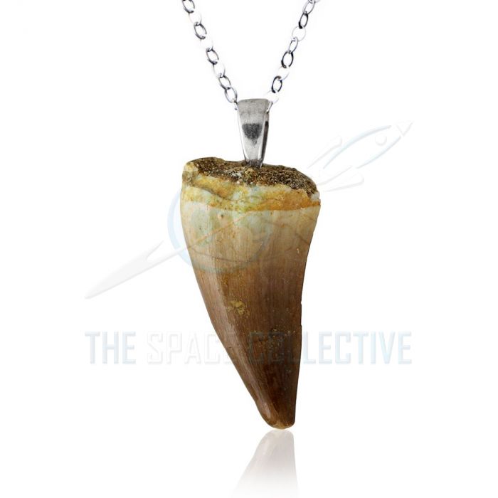 Amazon.com: Mosasaurus Tooth Pendant in 14k Gold, Real Dinosaur Fossil  Pendants, Dino Jewelry, Vulture Culture, Oddities and Curiosities : עבודת יד