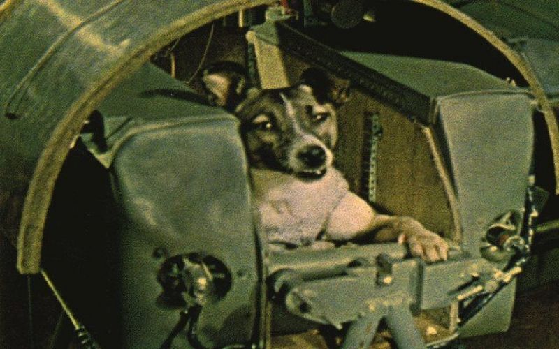 Laika the Space Dog