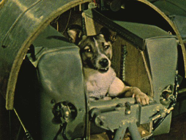 laika the space dog inside her sputnik 2 spacecraft